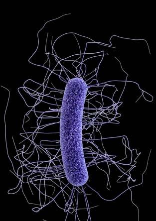 CLOSTRIDIUM DIFFICILE 250,000 INFECTIONS PER YEAR 14,000 DEATHS THREAT LEVEL URGENT This bacteria is an immediate public health threat that requires urgent and aggressive action.