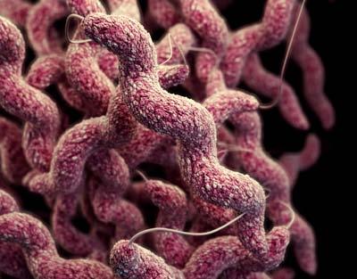 DRUG-RESISTANT CAMPYLOBACTER 310,000 DRUG-RESISTANT CAMPYLOBACTER INFECTIONS PER YEAR THREAT LEVEL SERIOUS This bacteria is a serious concern and requires prompt and sustained action to ensure the