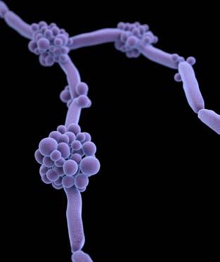 FLUCONAZOLE-RESISTANT CANDIDA THREAT LEVEL SERIOUS This fungus is a serious concern and requires prompt and sustained action to ensure the problem does not grow.