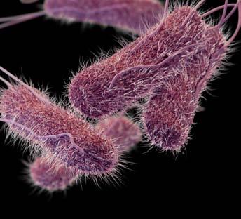 DRUG-RESISTANT SALMONELLA SEROTYPE TYPHI THREAT LEVEL SERIOUS This bacteria is a serious concern and requires prompt and sustained action to ensure the problem does not grow.