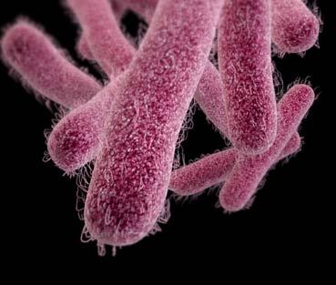 DRUG-RESISTANT SHIGELLA 27,000 DRUG-RESISTANT SHIGELLA INFECTIONS PER YEAR THREAT LEVEL SERIOUS This bacteria is a serious concern and requires prompt and sustained action to ensure the problem does