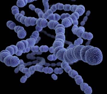 DRUG-RESISTANT STREPTOCOCCUS PNEUMONIAE 1,200,000 DRUG-RESISTANT INFECTIONS PER YEAR 19,000 7,000 EXCESS HOSPITALIZATIONS DEATHS THREAT LEVEL SERIOUS This bacteria is a serious concern and requires