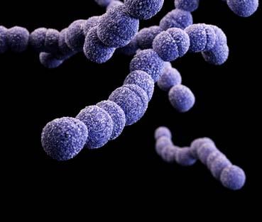 CLINDAMYCIN-RESISTANT GROUP B STREPTOCOCCUS GROUP B STREP 7,600DRUG-RESISTANT INFECTIONS 440DEATHS THREAT LEVEL CONCERNING This bacteria is concerning, and careful monitoring and prevention action