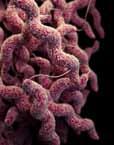 Technical Appendix Drug-Resistant Campylobacter Methods Estimates of the number of illnesses and deaths from infections with Campylobacter resistant to ciprofloxacin or azithromycin are reported.