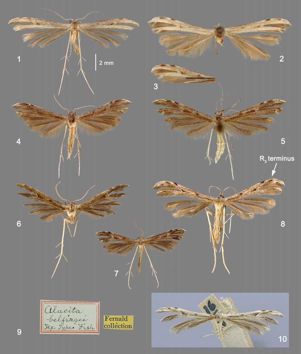 THREE NEW SPECIES OF PLUME MOTHS INSECTA MUNDI 0364, May 2014 3 Figures 1-10. Nearctic Pselnophorus. 1) P. chihuahuaensis holotype, Sutton Co.,Texas [FSCA]. 2) P.