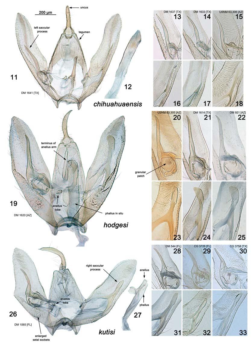 THREE NEW SPECIES OF PLUME MOTHS INSECTA MUNDI 0364, May 2014 5 Figures 11 33. Male genitalia of three new species of Pselnophorus (slide numbers and state locality as indicated in figures). 11 18) P.
