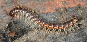 Millipedes Millipedes are slow-moving decomposers with 2 pairs of legs per body segment. (David Cappaert, Bugwood.org) Millipedes are ½ to 1½-inch long gray or brown cylindrical worm-like arthropods.