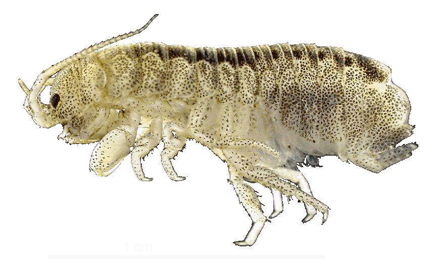 In summary Isopod fossils can be used with extant taxa in phylogenetic