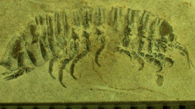 Phreatoicidea Gondwana Freshwater Fossils Carboniferous
