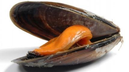 BIVALVES (bivalvos) which don t have a head and their bodies are