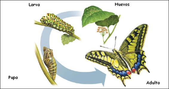 La METAMORFOSIS es un proceso biológico, característico de los insectos y