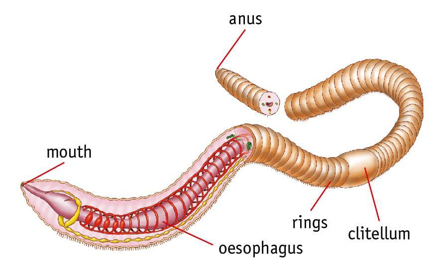 2. ANNELIDS, MOLLUSCS AND ECHINODERMS Annelids