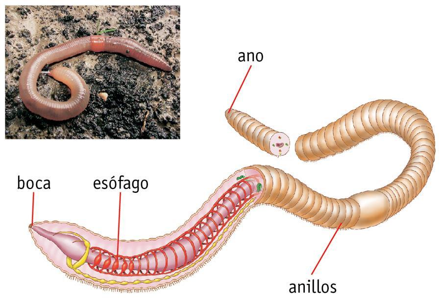 They are more developed worms with a digestive tract,
