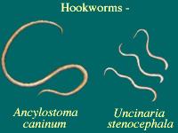 Treating Heartworm Infection Treatment of heartworm infection is a long and dangerous process. Dying heartworms as well as their larvae may cause shock and embolism.