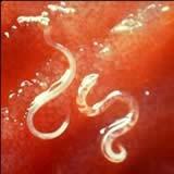 The Life Cycle of the Hookworm Adult hookworms live in the small intestine of dogs and cats, where they lay eggs that are shed in the environment through the animal s feces.