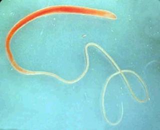 Treating Roundworm Infection Since many puppies and kittens are already infected at birth, and are continuously re-infected through their mother s milk or through the environment, it is important to