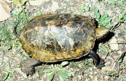 Conservation Biology of Freshwater Turtles and Tortoises: A Compilation Project Geoemydidae of the IUCN/SSC Tortoise Mauremys and Freshwater japonica Turtle Specialist Group 003.1 A.G.J. Rhodin, P.C.H.