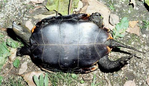 003.2 Conservation Biology of Freshwater Turtles and Tortoises Chelonian Research Monographs, No. 5 Figure 2. Adult female Mauremys japonica from Shiga, central Honshu, Japan.