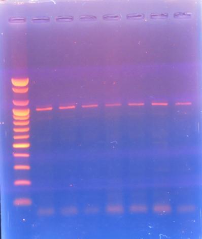Fig.2 Agarose gel electrophoresis of ITS1 gene. L: Ladder (1500bp).
