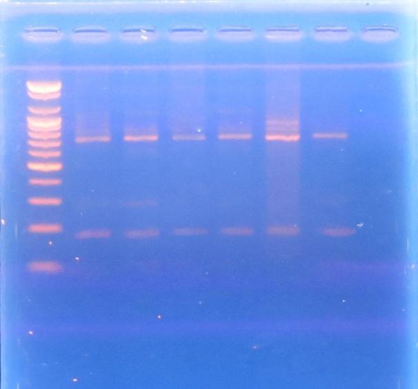 L 1 2 3 4 5 6 7 1000 500 100 Fig.3 A/ Agarose gel electrophoresis of restriction enzyme Alu1 on ITS1 gene.