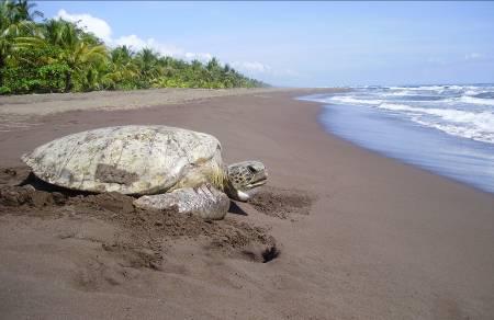 Over the last 50 years, STC s work helped spawn a global movement to protect sea turtles and developed successful models for studying and protecting sea turtles that are now in use around the world.