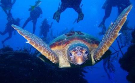 STC chose sea turtles as the focus of its conservation efforts in part because these ancient creatures are important indicators of the health of the world s marine and coastal ecosystems.