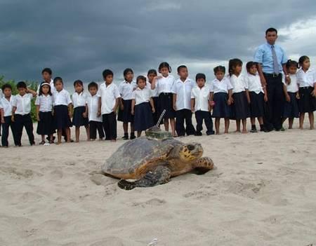 itself, each turtle competes symbolically to raise awareness about a different cause related to sea turtle conservation (such as the problem of marine debris or the impacts of commercial fishing).