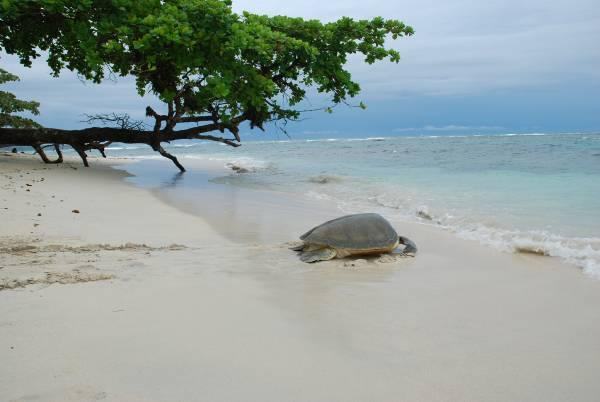 is modeled after the Tortuguero project; however, in this case STC is employing members of the indigenous Ngöbe-Buglé community to carry out much of the turtle monitoring work.