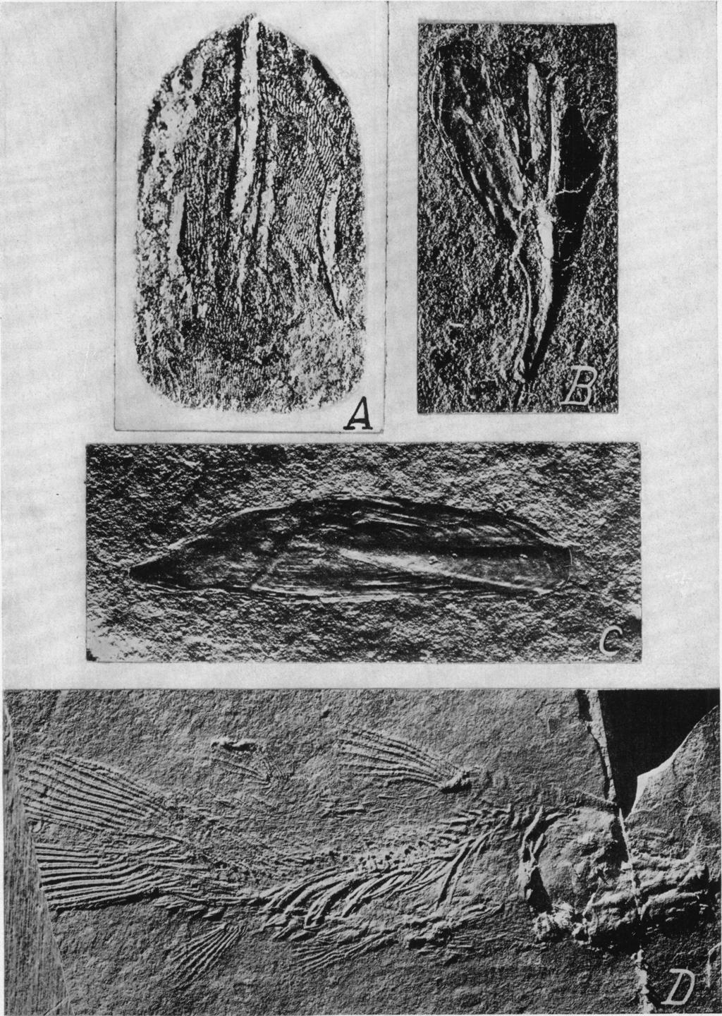 A. B. C. D. X1.4. Fig. 2. Osteopleuerus newarki. Isolated scale showing details of sculpturing. X 18.0.