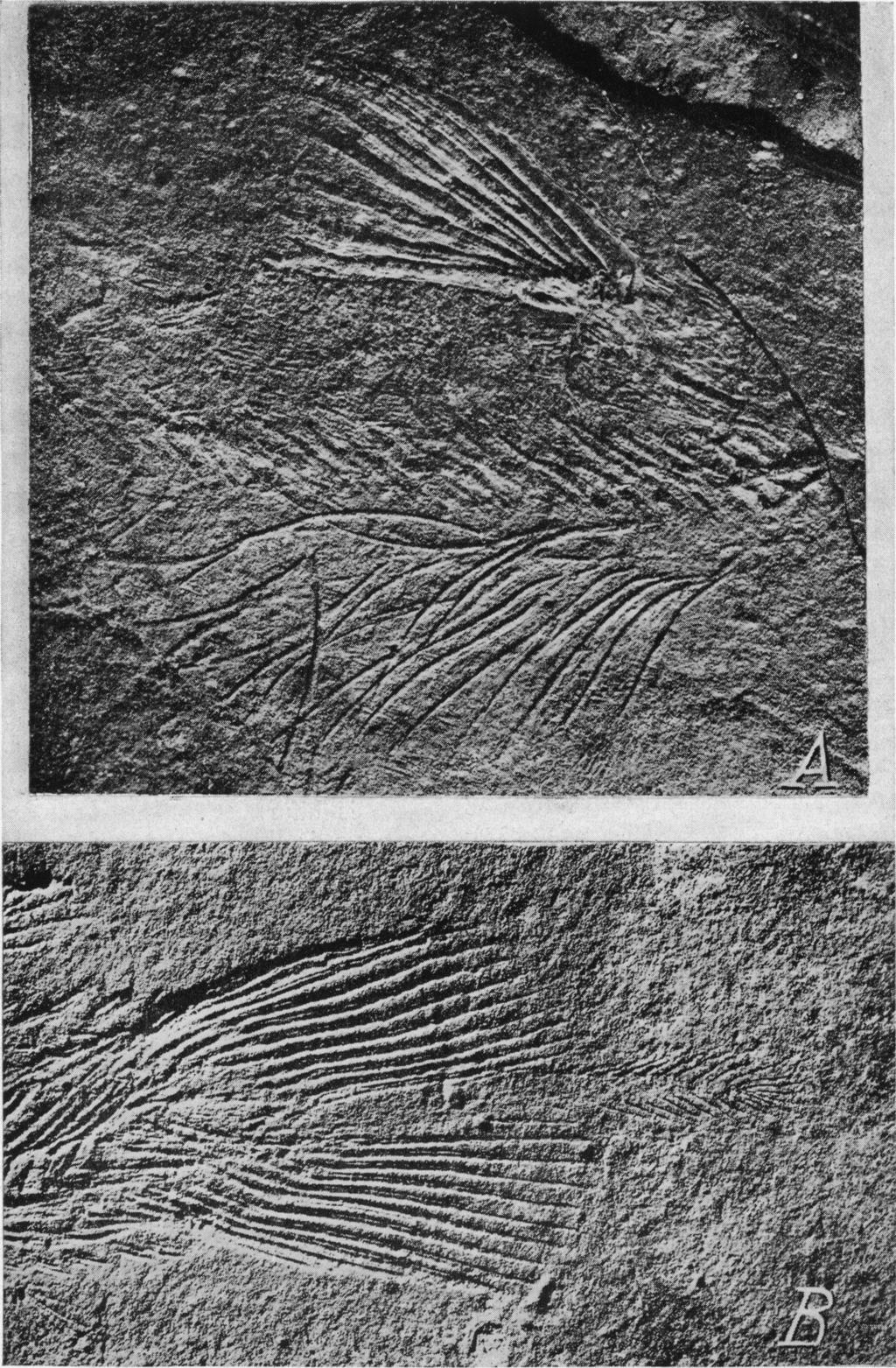 Fig. 3. Osteopleurus newarki. A.