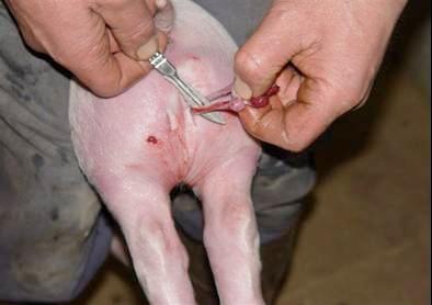 7. Absence of pain induced by management procedures Castration (mutilations) Method description The animal unit manager is asked about mutilation management with regard to castration (what