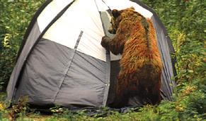 In a campground, use the bear-proof garbage cans provided.