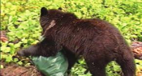 ATTRACTANTS Not everything a bear smells is food, but all things that smell may attract a foraging bear. 11 P. Timpany Strong smells don t have to come from garbage.