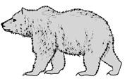 Grizzly bears A grizzly s fur can vary in colour, from blonde to red to dark brown or even black. Silver-tipped hairs can give them a grizzled appearance.