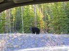 Safety when roadside bear viewing The bears you see along roadways are usually digging up roots or eating grasses and other plants that make up to 90 per cent of a Yukon bear s diet.