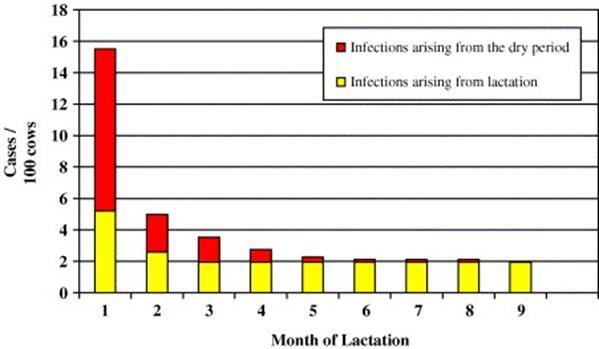 Dry Cow Therapy Prevent new infections by