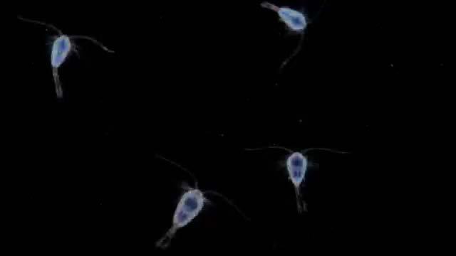 Copepods Blue Planet - BBC