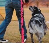 His drive and understanding to complete the obstacle will help him to accept your rear cross and help you learn about timing your cross to come after your dog is committed to the obstacle.