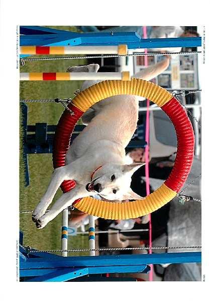 These trials are in memory of Janet Sinner, a GSDC-MSP member and long-time agility competitor, who