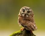 Observant Owls