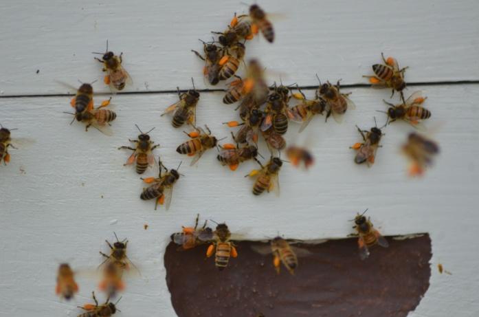 Workers - Field Bee: Day 22 - Gather nectar and pollen Older foragers with worn wings recognize their inability to