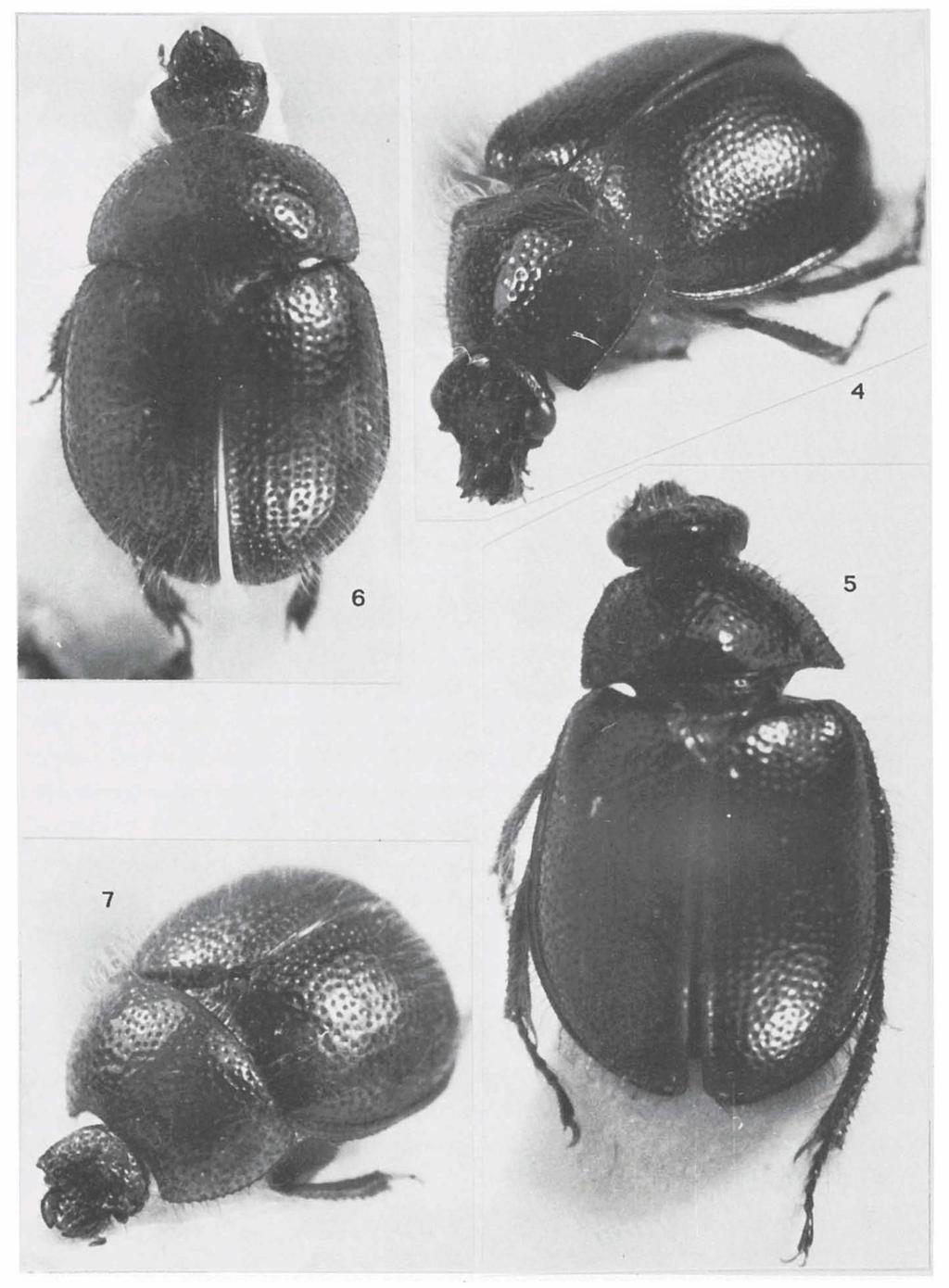 KUIJTEN: INDO-MALAYAN HYBOSORINAE 9 Figs. 4-5. Microphaeochroops hirsutus Pic, holotype, c.