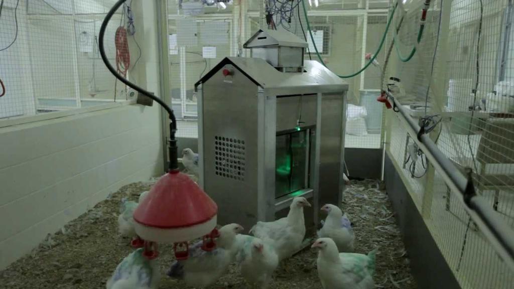 Rationale: Provide supplemental light for broiler breeder pullets to access feed from a Precision Feeding (PF) station 24 hours a day without