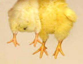 1. Hatchery 1.33. How to establish good chick quality?