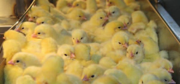1. Hatchery 1.35. How to establish good chick quality? - Colibacillosis control Consequences of overheating embryos E.