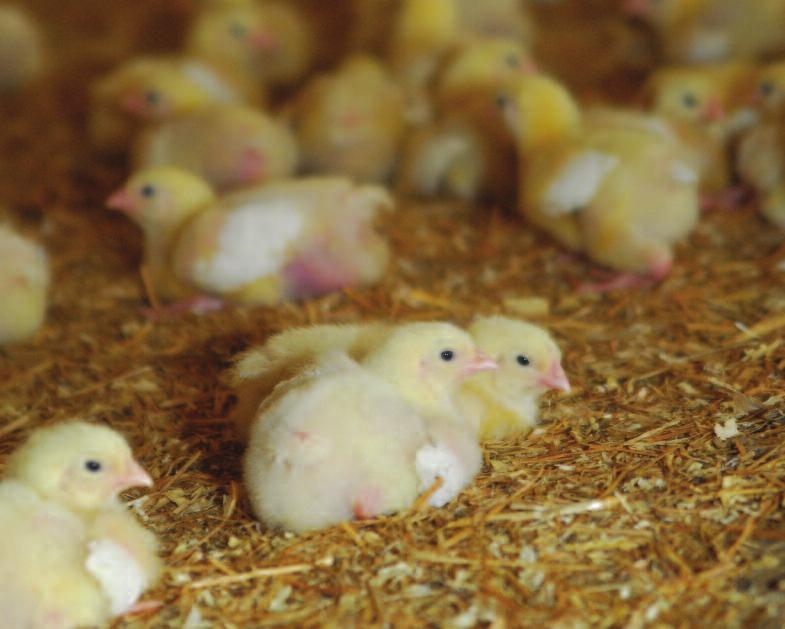 3. Brooding 3.3. Temperature Cold Chicks Floor temperatures are critical for