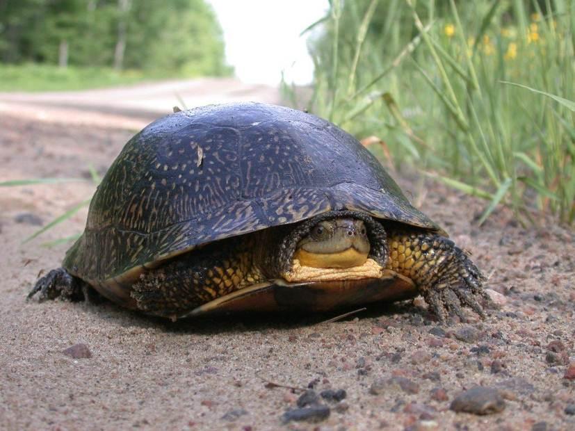 Draft Turtle Mitigation for Road and Highway Projects Pembroke District MNR Interim Guidelines (Version 7 April 2, 2014) General Overview The purpose of these guidelines is to provide advice on