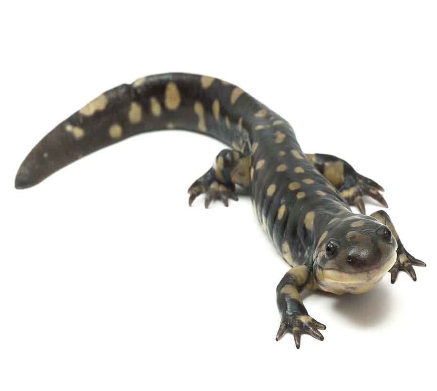 There are several types of tiger salamander.
