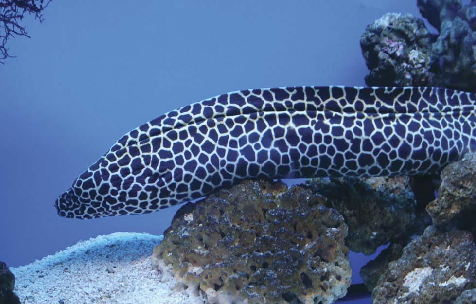 Tiger Eels (above) live in the oceans near Australia and Africa. Their bodies are covered with black spots.