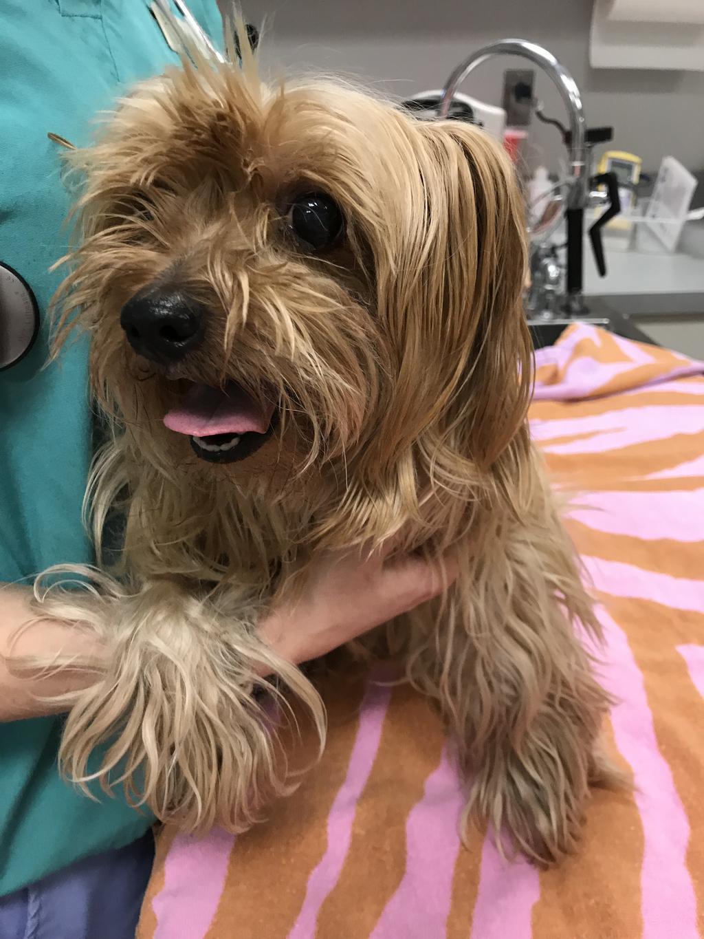 9 YEAR OLD MN YORKIE This is one of many times he has been attacked. He lives in a neighborhood with many apartments.
